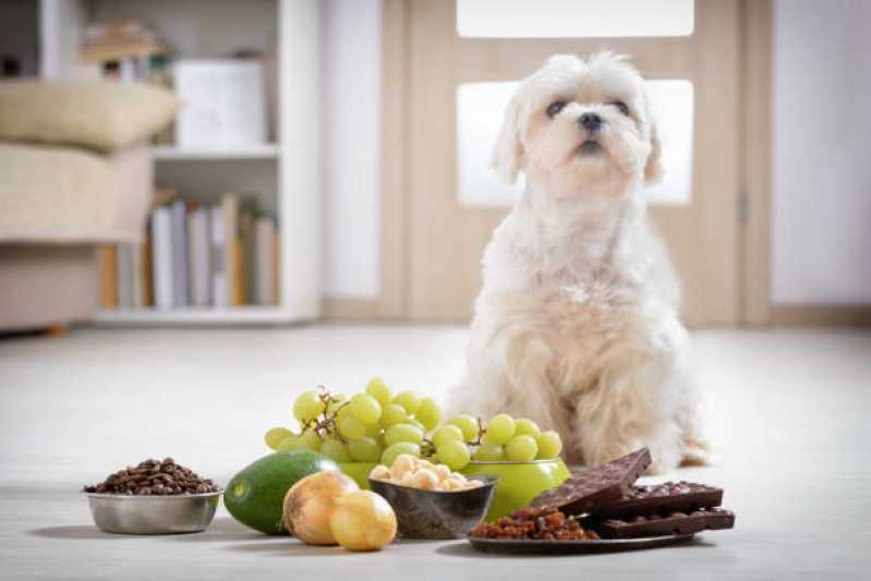 Onde Vende Comida Natural para Shitzu Vila Hamburguesa - Comida Orgânica para Cães
