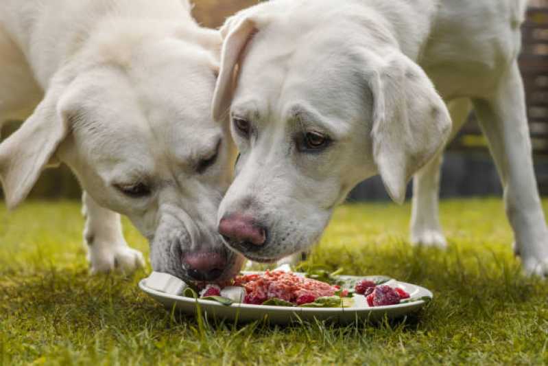 Onde Vende Comida Orgânica para Cachorro Vila do Bosque - Comida Natural para Pet