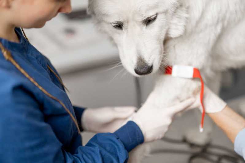 Ozonioterapia Animal Campinas - Ozonioterapia para Cães