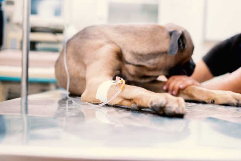 Ozonioterapia em Gatos Preço Moema - Ozonioterapia para Cães e Gatos