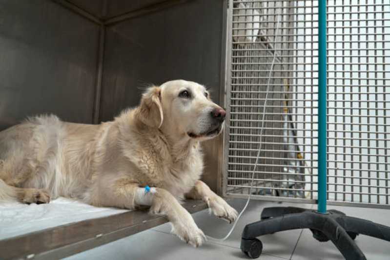 Ozonioterapia em Pequenos Animais Preço Paraíso - Ozonioterapia para Cães
