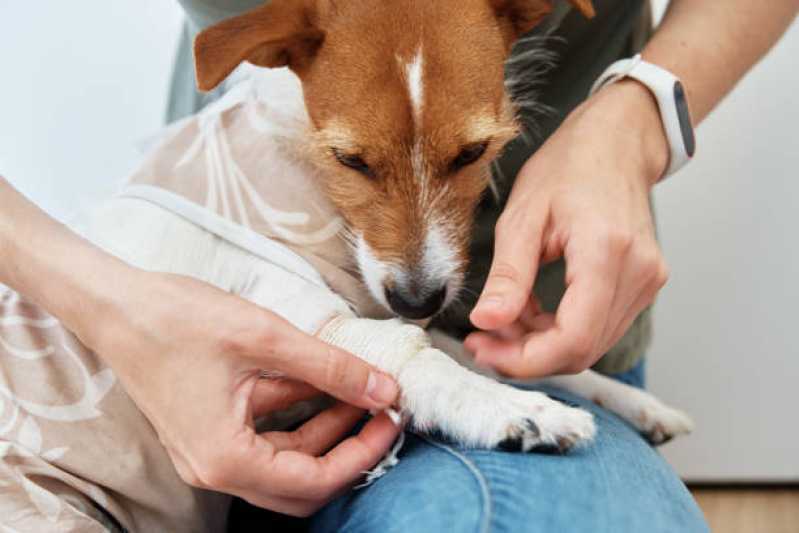 Ozonioterapia em Pequenos Animais Consolação - Ozonioterapia Animal