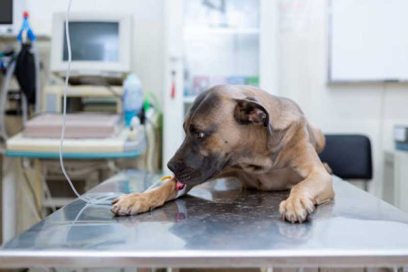 Ozonioterapia para Cachorro Preço Morunbi - Ozonioterapia em Pequenos Animais