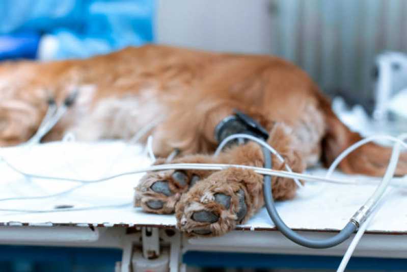 Ozonioterapia para Cachorro Jardim Caravelas - Ozonioterapia Pet