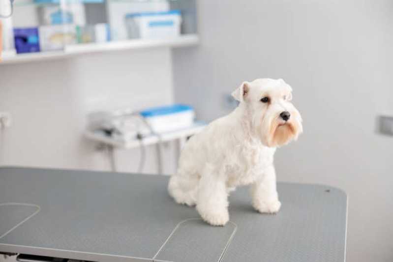 Ozonioterapia para Cachorros Jardim Caravelas - Ozonioterapia para Cães