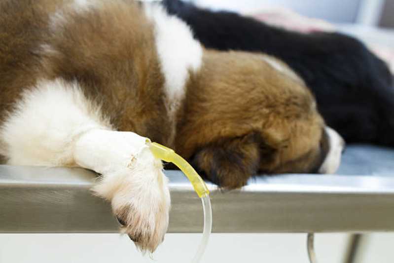 Ozonioterapia para Cães e Gatos Preço Vila Monte Alegre - Ozonioterapia Pet