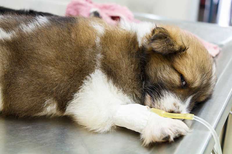 Ozonioterapia para Cães e Gatos Vila Ida - Ozonioterapia Pet