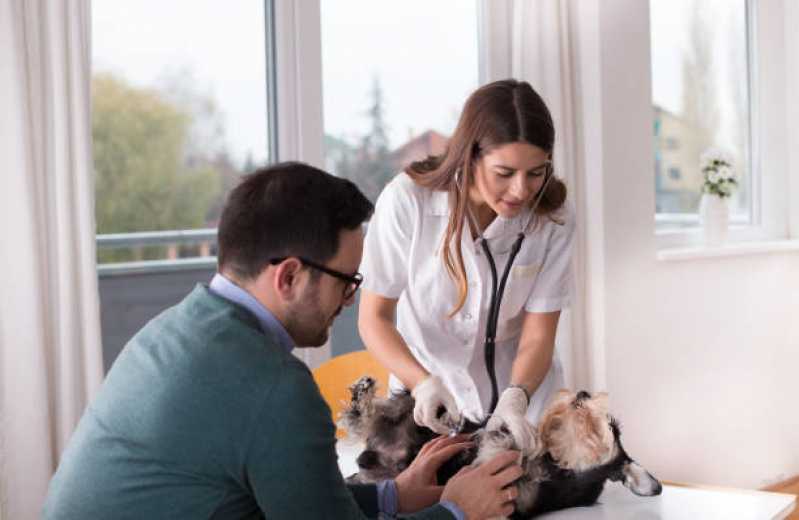 Ozonioterapia para Gatos Preço Bixiga - Ozonioterapia em Animais