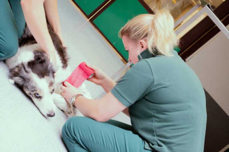 Ozonioterapia para Gatos Vila Arriete - Ozonioterapia para Pequenos Animais
