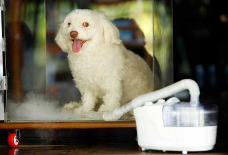 Ozonioterapia para Pequenos Animais Preço Vila Moraes - Ozonioterapia para Cães