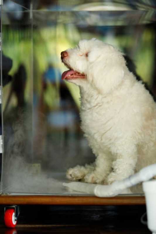Ozonioterapia para Pequenos Animais Pompéia - Ozonioterapia Animal ABC