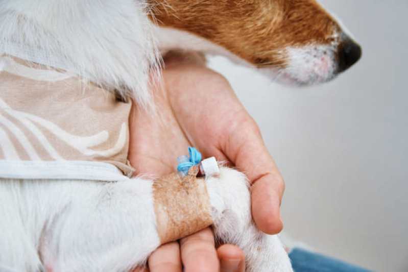 Ozonioterapia Pet Preço Alto do Ipiranga - Ozonioterapia Animal ABC