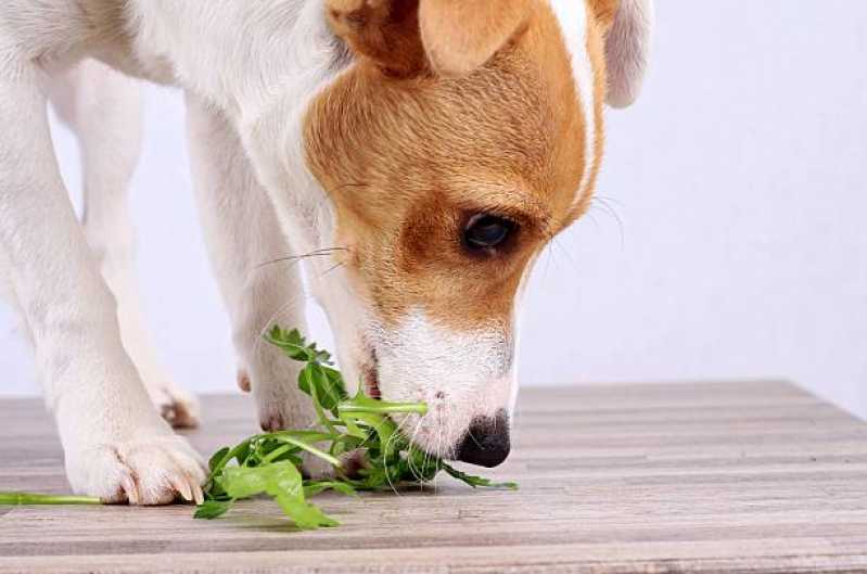 Preço de Alimentação Natural para Cachorro Jardim Europa - Alimentação Natural Pet