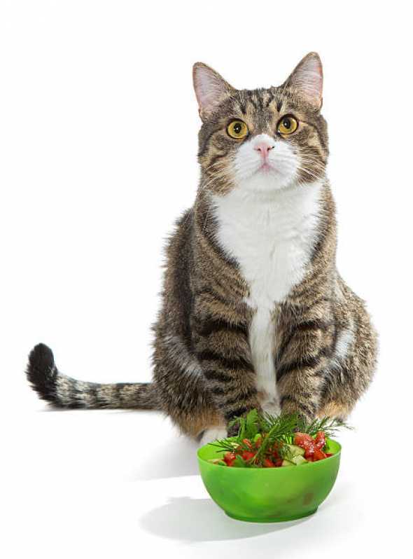 Preço de Alimentação Natural para Gatos Vila Uberabinha - Alimentação Natural para Pet