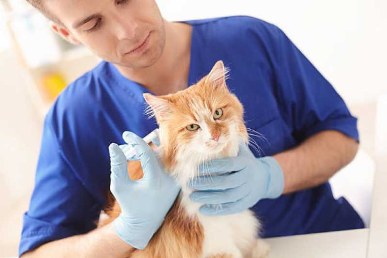 Preço de Consulta Veterinária Gato Embu Guaçú - Consulta Veterinária para Gatos