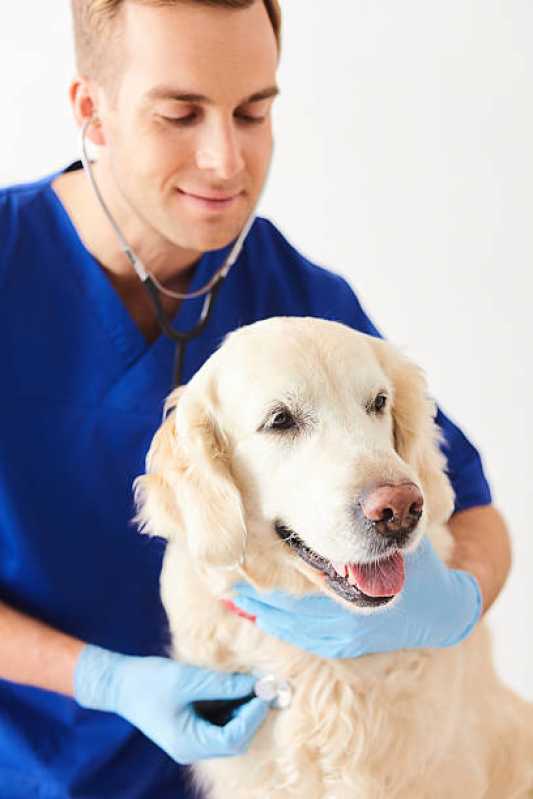 Preço de Consulta Veterinária para Cachorros Barueri - Consulta Veterinária Gato