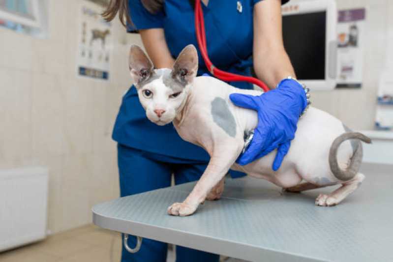 Qual o Preço de Tratamento com Ozônio para Gatos Jd. Prudência - Tratamento com Ozônio para Cães São Paulo