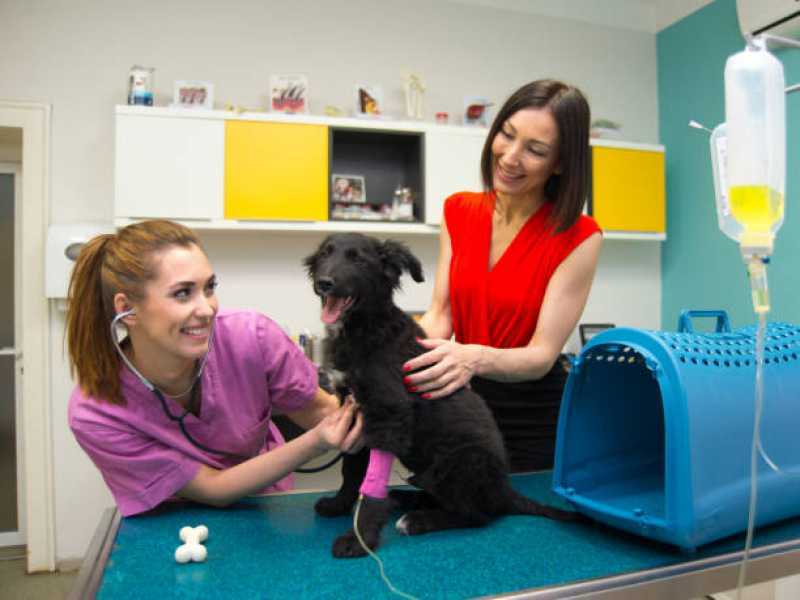 Qual o Preço de Tratamento com Ozonioterapia em Cães e Gatos Mairiporã - Tratamento com Ozônio para Cães ABC