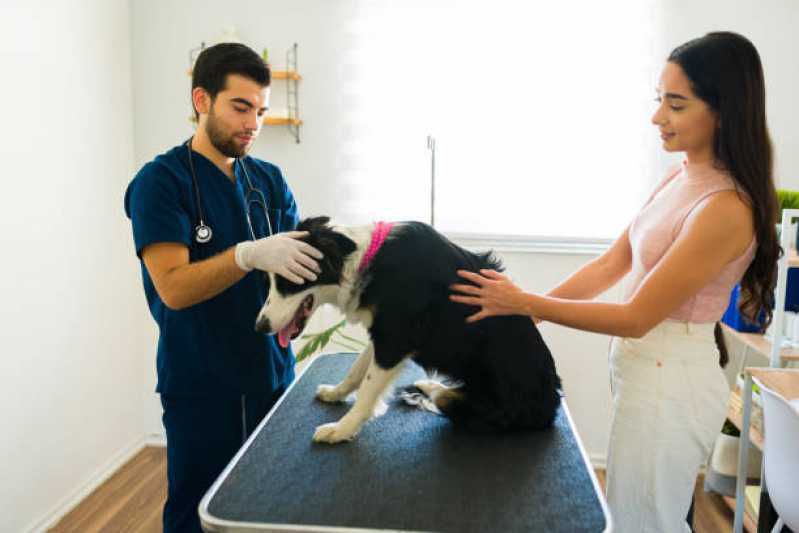 Qual o Preço de Tratamento com Ozonioterapia em Cães Jd. Hadad - Tratamento com Ozônio para Cães São Paulo
