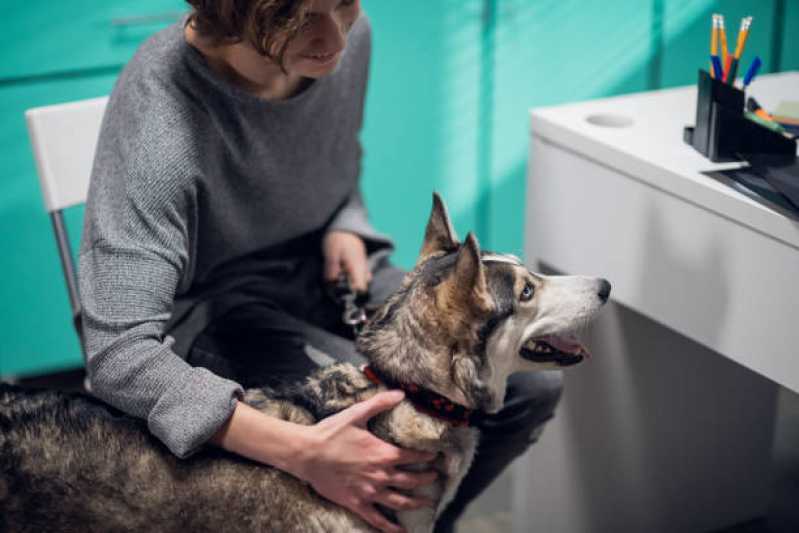 Qual o Preço de Tratamento Ozônio para Cães Paineiras do Morumbi - Tratamento com Ozônio para Cães ABC