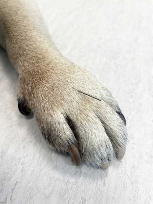 Qual o Valor de Acupuntura em Cachorro Ibirapuera - Acupuntura em Cães com Cinomose