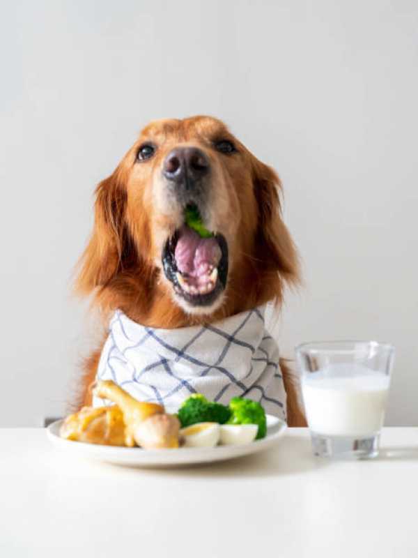 Qual o Valor de Alimentação Natural Cães e Gatos Alto da Boa Vista - Alimentação Natural Pet