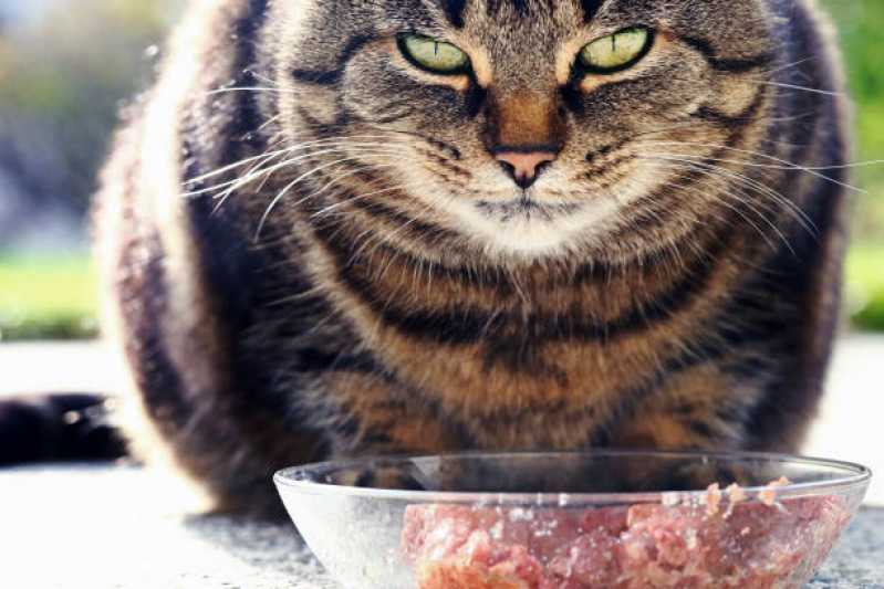 Qual o Valor de Alimentação Natural para Gatos Itaim Bibi - Alimentação Natural Pet