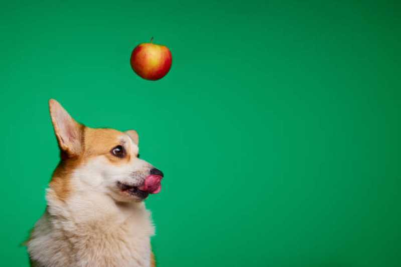 Qual o Valor de Comida Natural para Cães Vila Sta. Catarina - Comida Orgânica para Cachorros