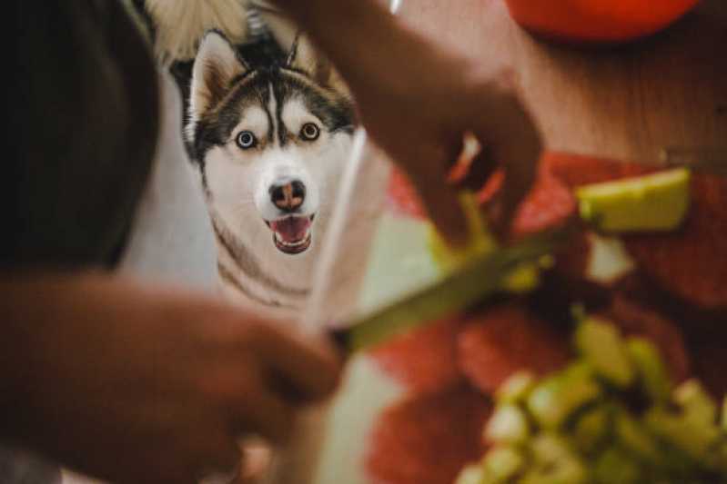 Qual o Valor de Comida Natural para Shitzu Vila Sta. Catarina - Comida Natural para Cachorro São Paulo