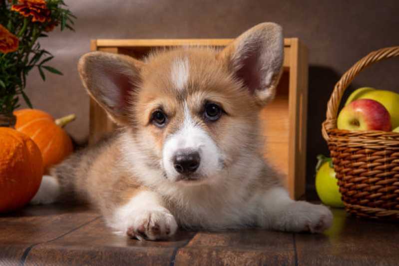 Qual o Valor de Comida Orgânica para Cachorros Vl. Clementino - Comida Orgânica para Cachorros