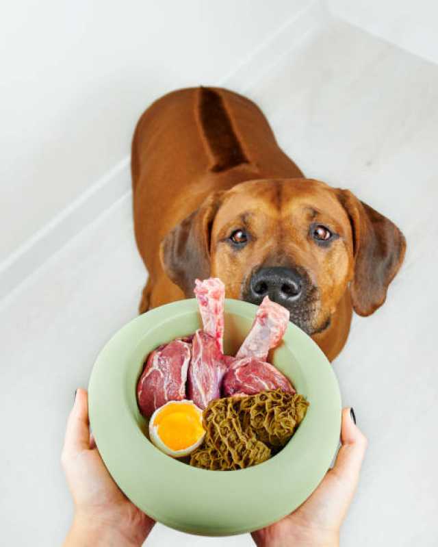 Qual o Valor de Comida para Cães Natural Vila Gertrudes - Comida Natural para Cachorro