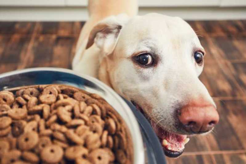 Ração de Cachorro Preço Vila Sônia - Ração para Cães Diabéticos