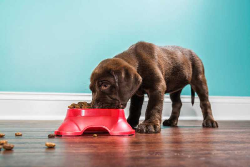 Ração para Cães Diabéticos Higienópolis - Ração para Filhote de Cachorro