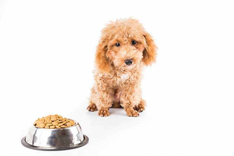 Ração para Filhote de Cachorro Preço Vila Mascote - Ração para Cães Diabéticos