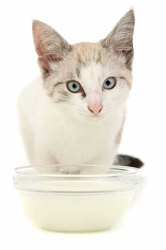 Ração para Gato Castrado Valores Vila Uberabinha - Ração Natural para Gatos