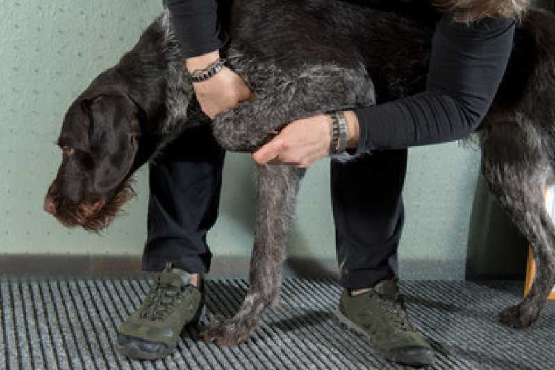 Reabilitação Animais Silvestres Clínica Butantã - Reabilitação para Cachorros São Paulo