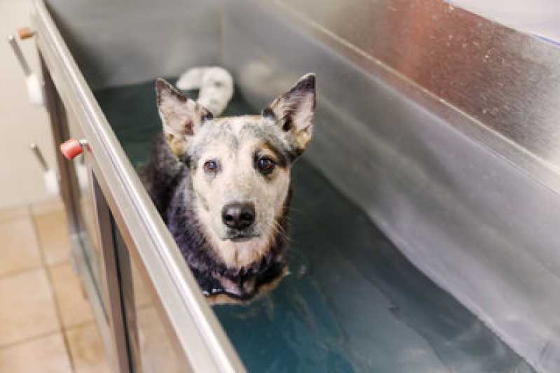 Reabilitação Geriatria Animal Preço Taboão da Serra - Reabilitação Pet