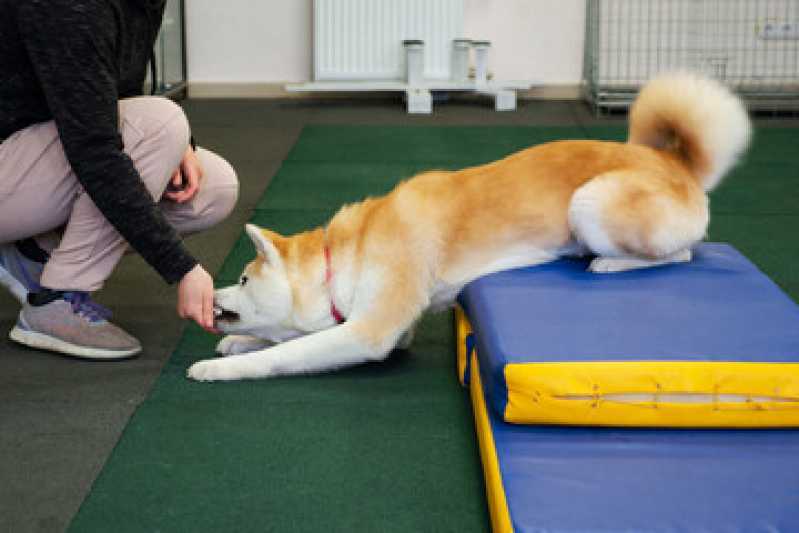 Reabilitação para Animais Preço Campo Limpo - Reabilitação para Cachorros ABC