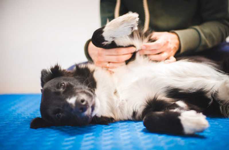 Reabilitação para Pet Chácara Santo Antônio - Reabilitação para Animais