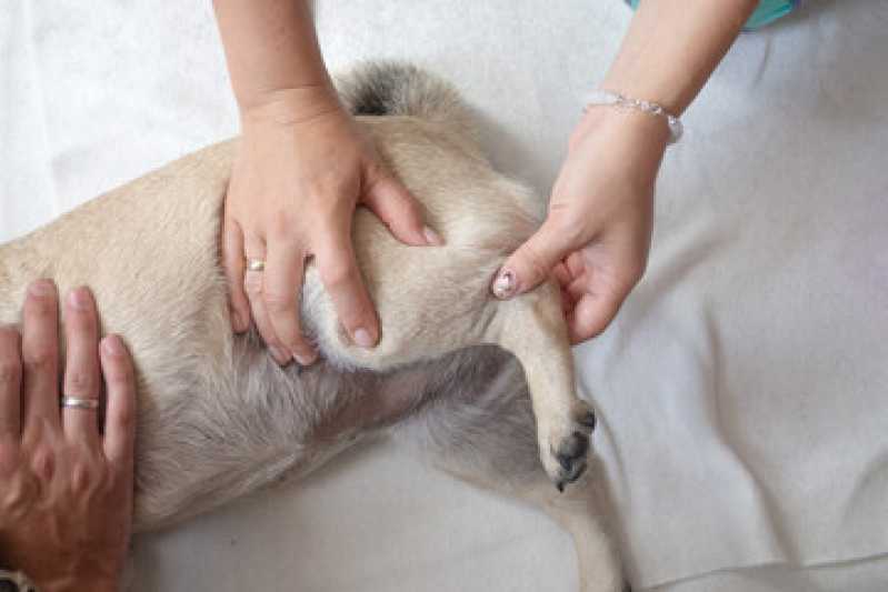 Reabilitação Pet Preço Carapicuíba - Reabilitação para Cachorro
