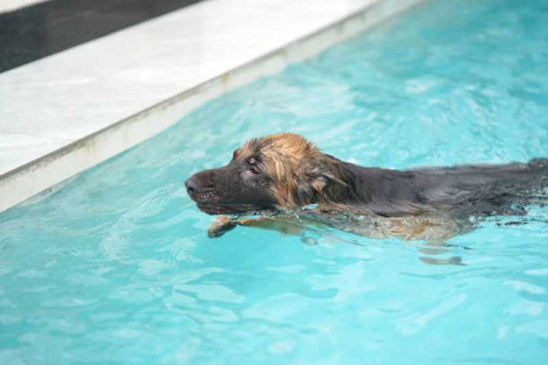 Serviço de Reabilitação Animal e Fisioterapia Campinas - Reabilitação para Cachorros ABC