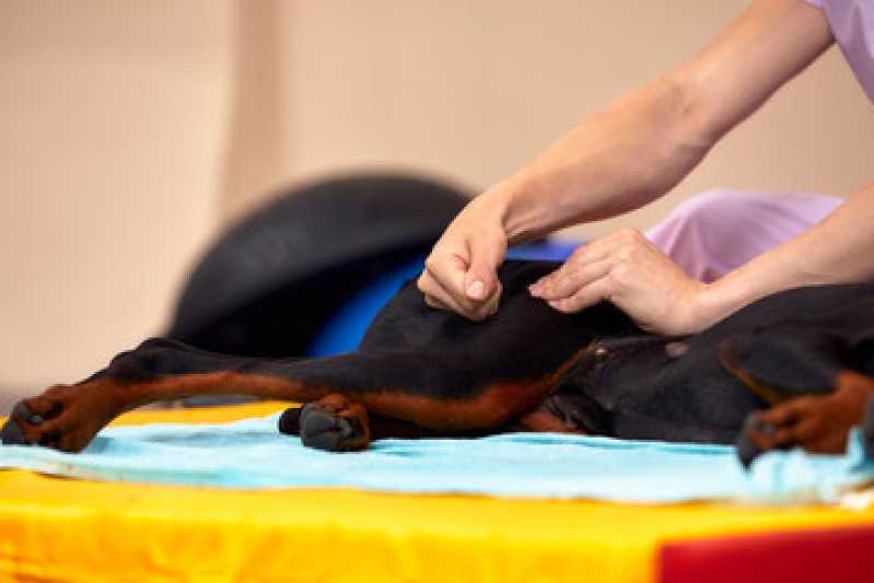 Serviço de Reabilitação para Animais Morros dos Ingleses - Reabilitação para Cachorros São Paulo