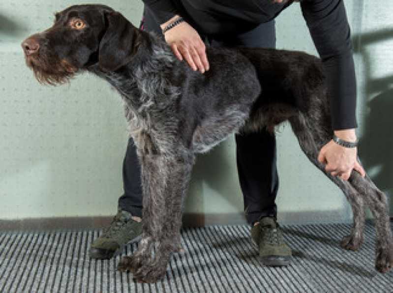 Serviço de Reabilitação para Pet Santa Cecília - Reabilitação para Cachorro