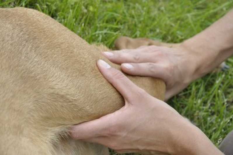 Serviço de Reabilitação Pet Vila Cruzeiro - Reabilitação Animal
