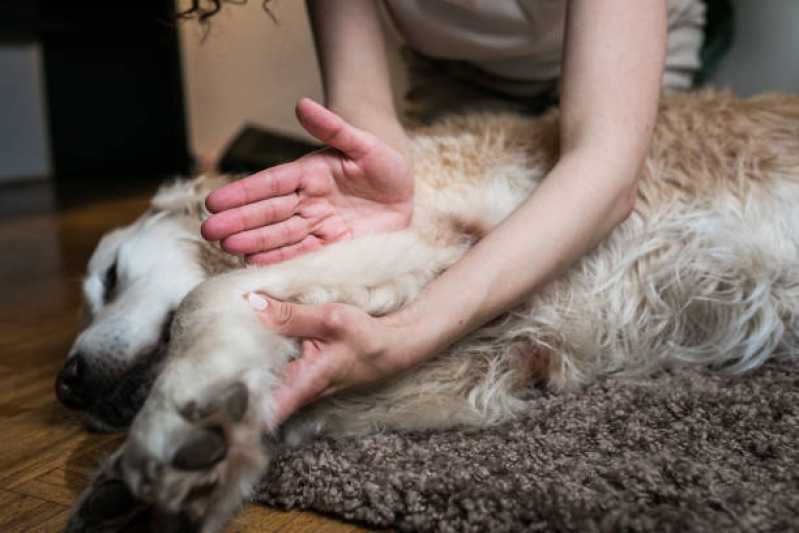 Telefone de Clínica de Reabilitação para Cachorro Itaim Bibi - Clínica de Reabilitação Animal