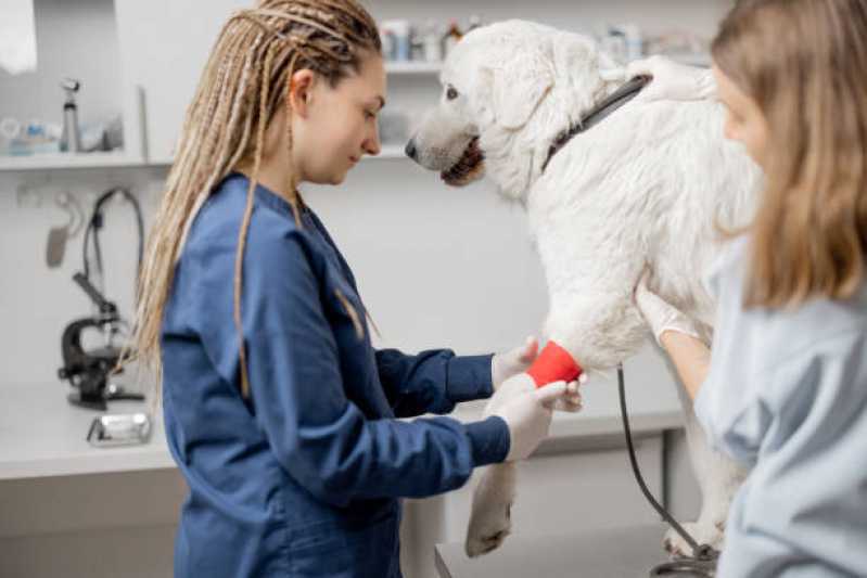 Telefone de Clínica Veterinária Fisioterapia Jardim Oriental - Clínica de Fisioterapia para Cachorros