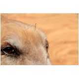 acupuntura em cachorro valores Pompéia