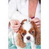 acupuntura em cães com hérnia de disco valores Poá