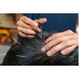 acupuntura em cães e gatos Jardins