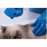 acupuntura em gatos Vila da Saúde